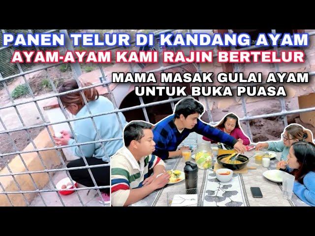 PANEN TELUR AYAM DI KANDANG. MAMA MASAK GULAI AYAM UNTUK BUKA PUASA