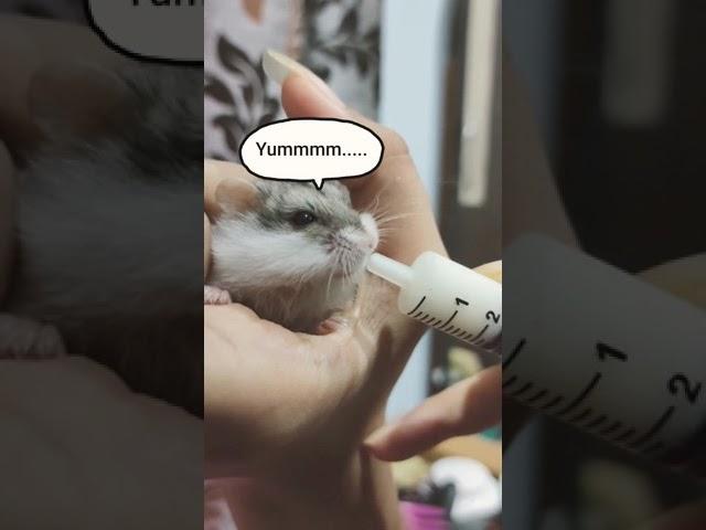 HAMSTER BABY DRINKING MILK #shorts#hamster#pets