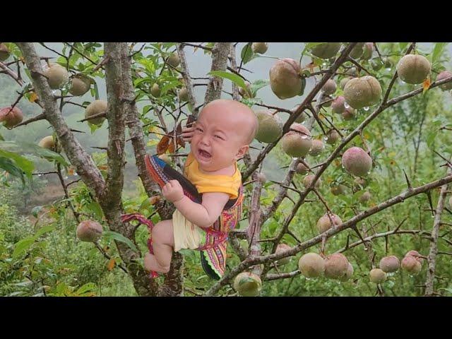 Single mother hired to pick plums