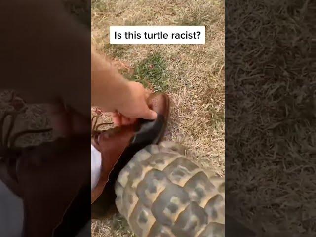 Racist Turtle... XD