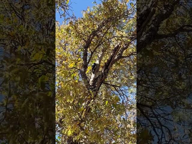 THAT’S A WOODPECKER!#birds #bird#viral #video #trending #youtubeshorts #youtube #shorts #short#cool