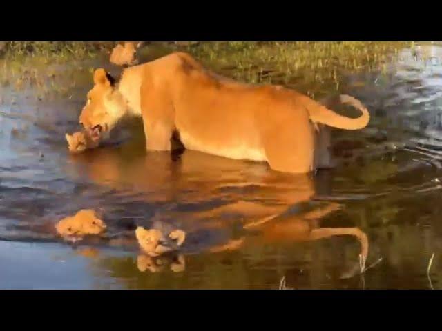 Lion Cubs Learn To Swim | Great Plains Conservation