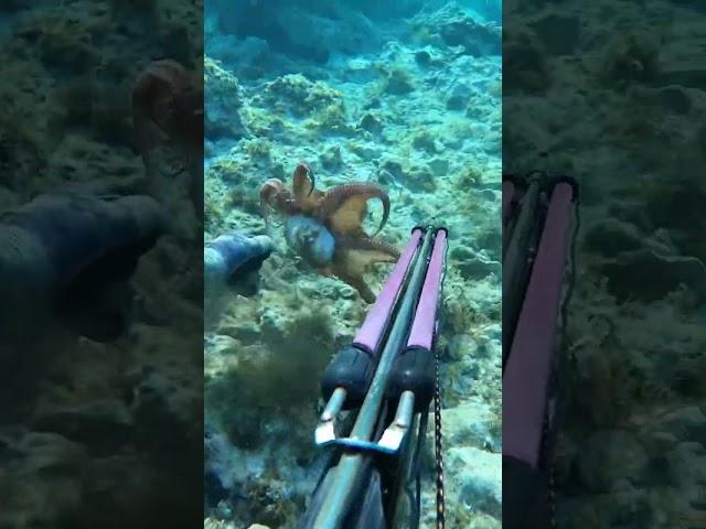 Octopus hunting  #spearfishing #explore #nature #octopus #shortsvideo #youtubeshorts #shortsfeed