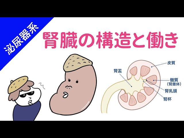 腎臓の構造と働き