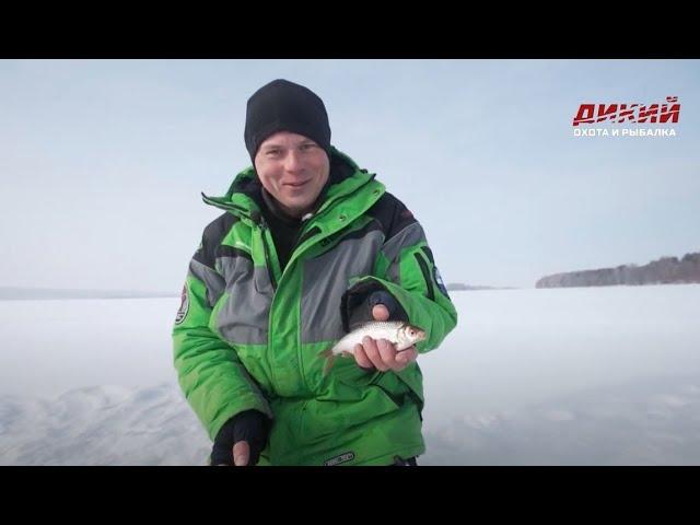 Зимний поплавок на течении.  Густера. Ловля мирных рыб.