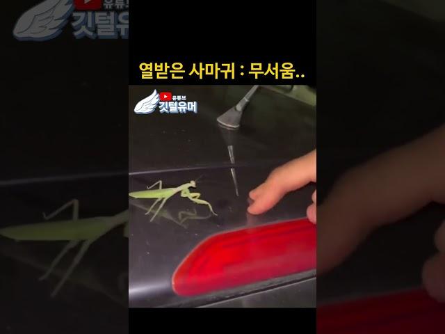 진짜 당랑권이란건 말이다..?