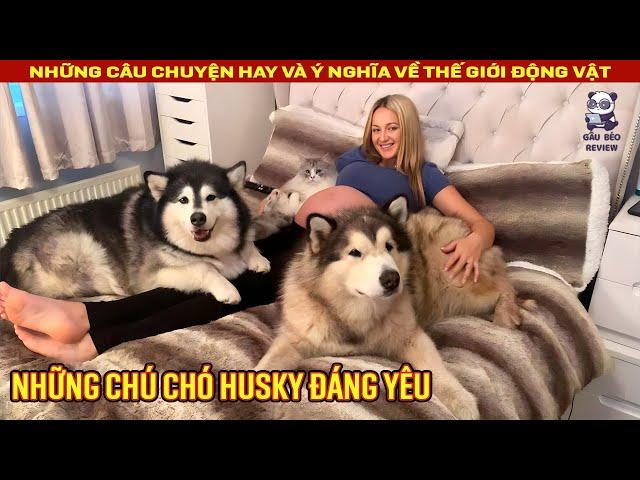 Phản ứng dễ thương của 2 chú chó Husky khi chủ nhân đang mang thai || Review Con Người và Cuộc Sống