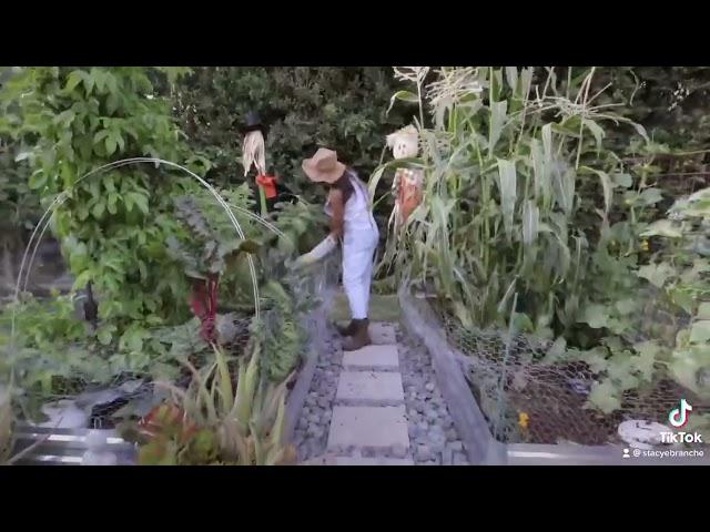 Welcome to the Healing Foods Garden