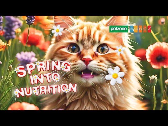 Spring into Savings on Cat Food!  | Petzone Cat Food Promotions