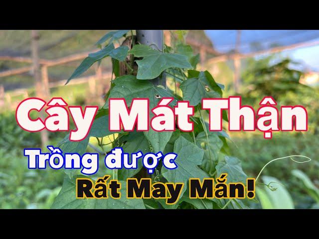 Cây Làm Mát Thận Rất Tuyệt Vời, Trồng Được Rất May Mắn | CTVC