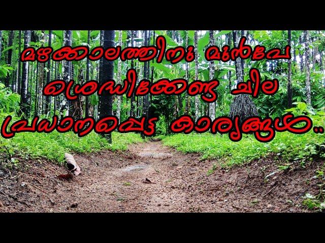 മഴകാലത്തിനു മുൻബായിട്ട് നമ്മൾ തോട്ടത്തിൽ ശ്രെദ്ധിക്കേണ്ട കാര്യങ്ങൾ ഏതൊക്കെ..||arecanut|| #beforerain