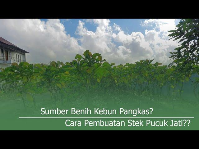 SUMBER BENIH KEBUN PANGKAS DAN PEMBUATAN STEK PUCUK JATI