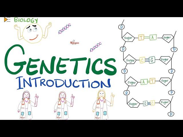 Introduction to Genetics - DNA, RNA, Genes, Nucleosides, Nucleotides, Transcription, Translation