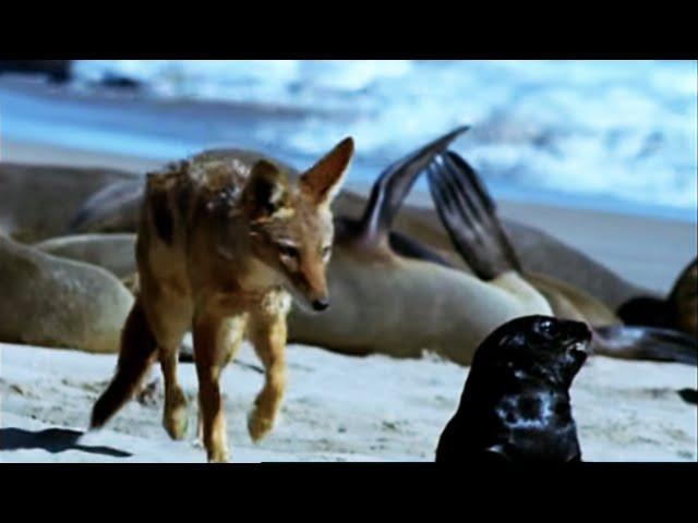 Cape Fur Seal Pups vs Black Back Jackalls | Dune | BBC Earth