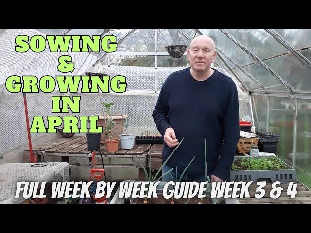 Sowing & Growing In April Week 3 & 4 [Gardening Allotment UK] [Grow Vegetables At Home ]