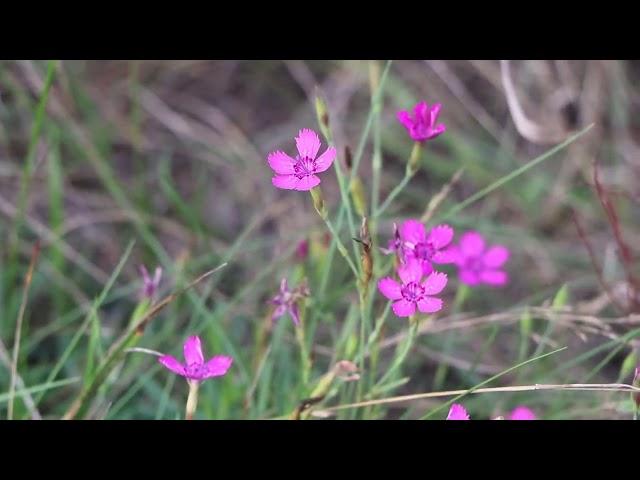 Goździk kropkowany (Dianthus deltoides)