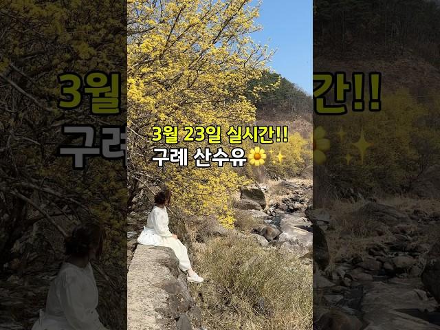 구례 산수유마을 3월 23일 실시간