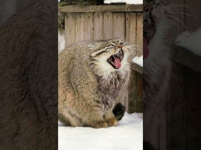 Zelenogorsk the Pallas's cat warms his paws on his tail