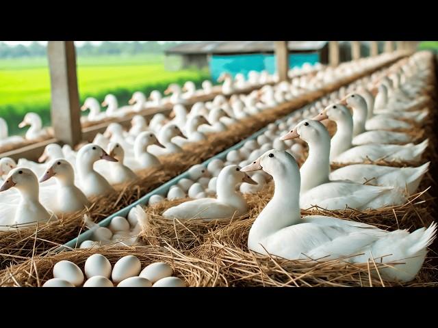 Essential Steps to Raising Organic Ducks: From Ducklings to Egg Harvest.