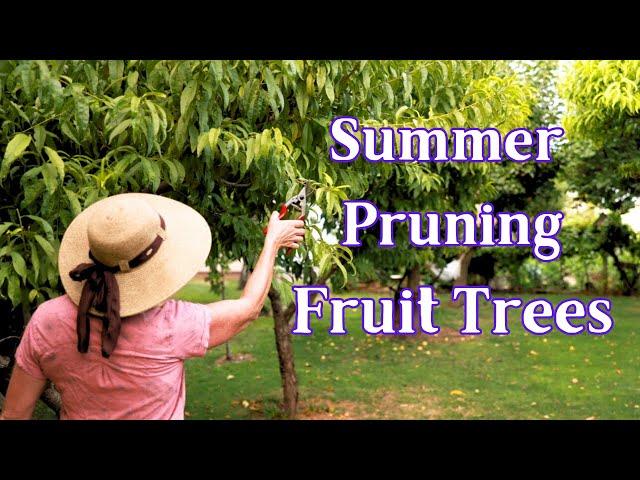 Summer Pruning: The Key To A Healthy Fruit Tree