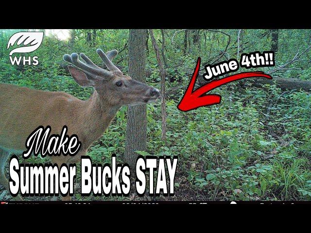 How To Keep Summer Bucks During The Fall