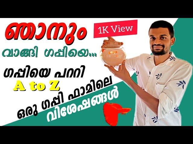 ഗപ്പി യെ പറ്റി അറിയേണ്ടത് ||Guppy fish || Guppy fish Farming