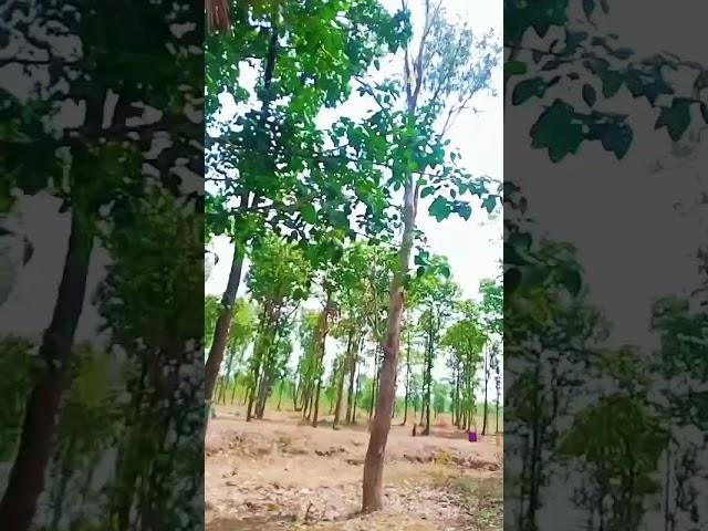 Paro #nature #youtube #viral #naturephotography #reels