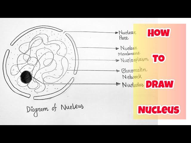 How to draw Nucleus Step by step | class 10 Biology important nucleus diagram