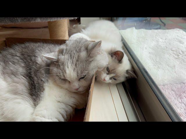 Luna want to communicate with Piko