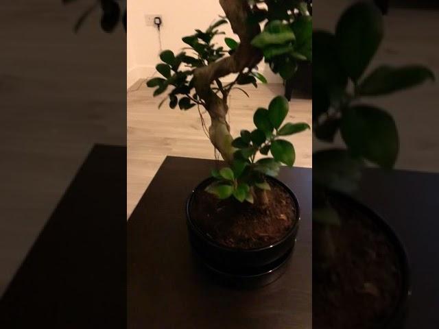 Best Indoor Bonsai Plant in UK