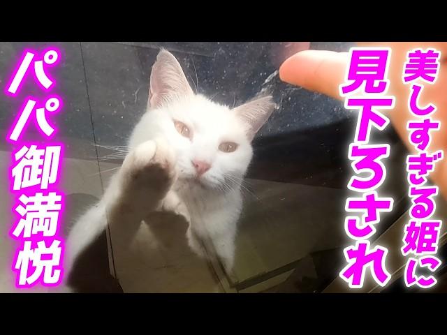 姫様すぎる庭子猫に見下ろされパパが御満悦なご様子…笑[三毛母猫の子猫]