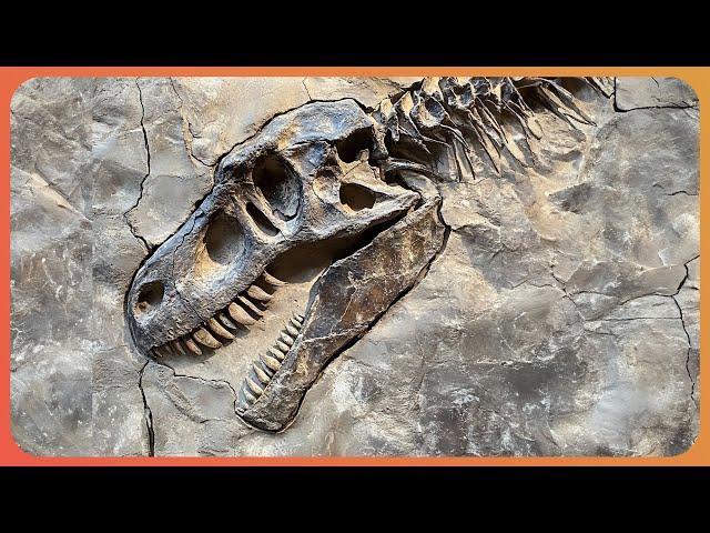 3 Hours Uncovering One Of Earth's Oldest Dinosaurs (4K Documentary)