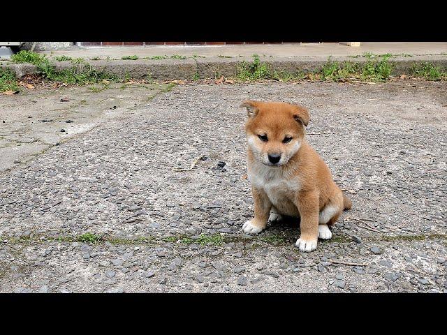 ほんまさん、迷い犬と出会う。