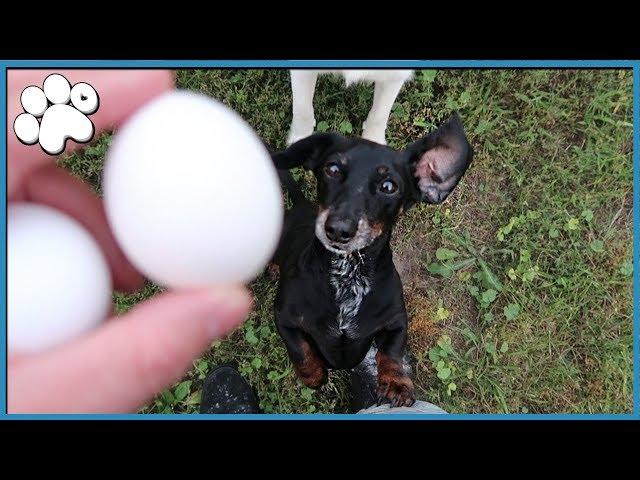 DOG vs. EGG CHALLENGE! (Will They Crush It)