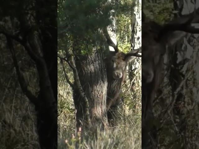 Stag uses antlers for tree rub #deer #redstags #antlers #ruttingseason