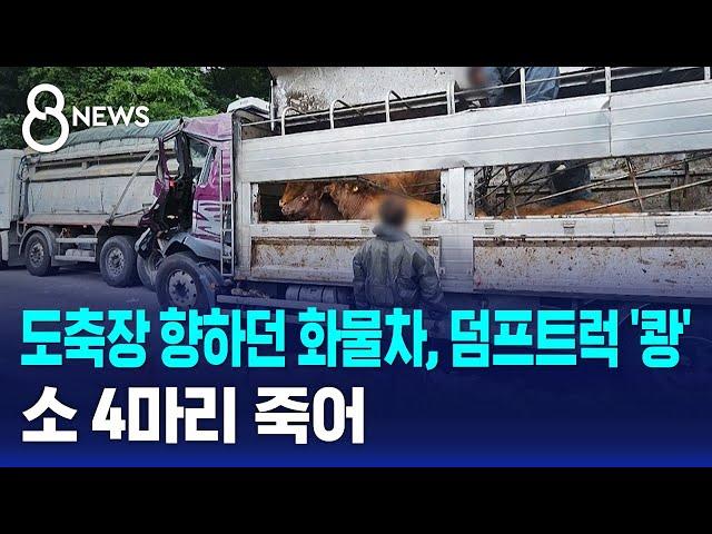 도축장 향하던 화물차가 덤프트럭 추돌…소 4마리 죽어 / SBS 8뉴스