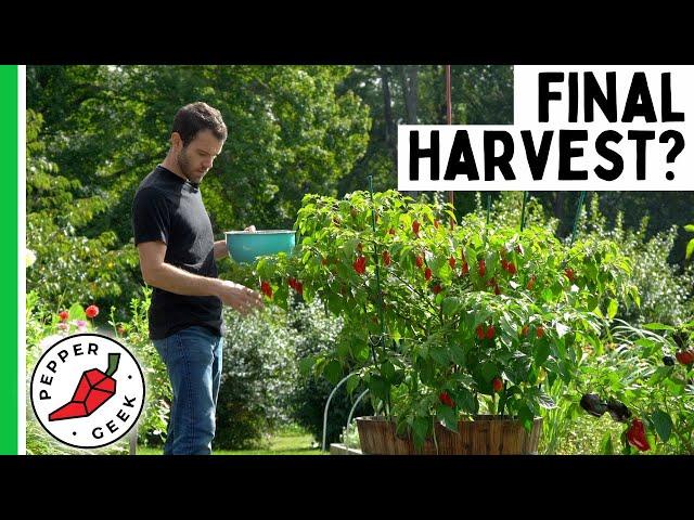 Dorset Naga Pepper - Final Harvest? - Pepper Geek