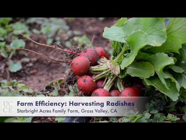 Farm Efficiency: Harvesting Radishes