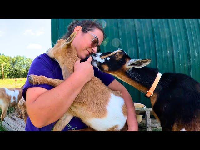 Just When I Thought I Had It All Figured Out (we lost a goat) | Dairy Goat VLOG