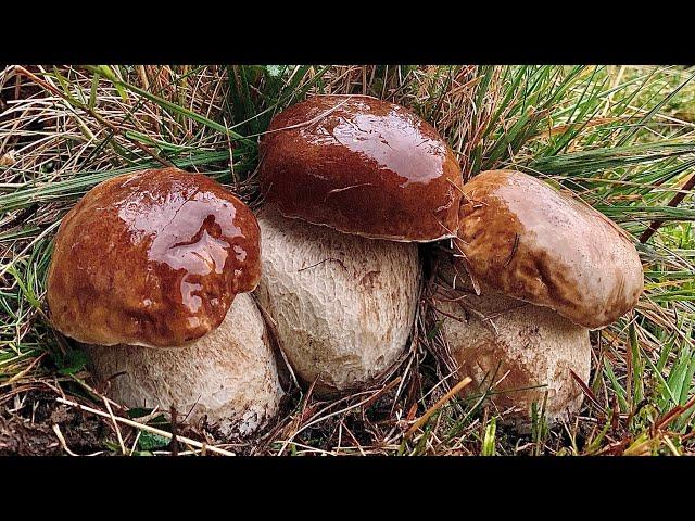 Porcini fiabeschi sotto il diluvio ️️