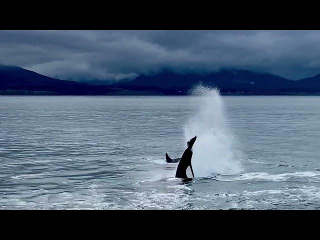 T046B Family of Bigg's Killer Whales - Stephen Feng, Prince of Whales