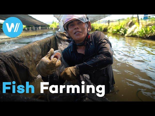 Fish farming: Is aquaculture the solution to overfishing or harmful to biodiversity?