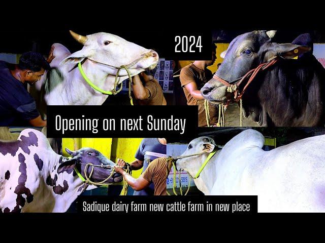 Biggest 4 ox of SDF 2024 | Kolkata cow 2024 @TheHomeofGoruLovers