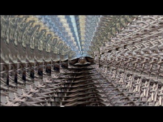 VEGA Full Moon - music /videoCreated by Daniel Hudgins .