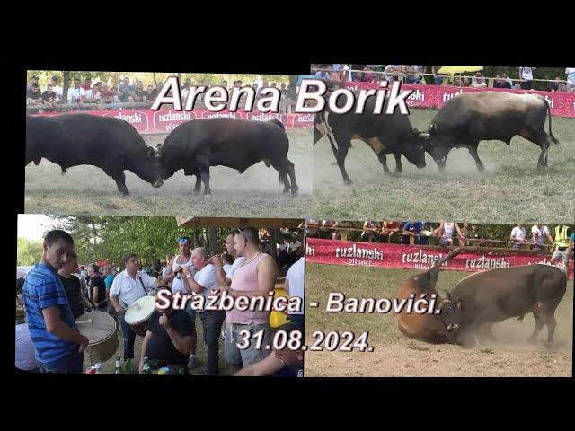 Borbe bikova, mz. Stražbenica - Banovići. Arena Borik:  31.08. 2024.