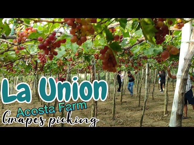 GRAPES FARM | VINEYARD of Bauang,La Union province