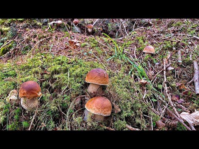 FUNGHI PORCINIFUNGAIA DI OLTRE 20 EDULIS 