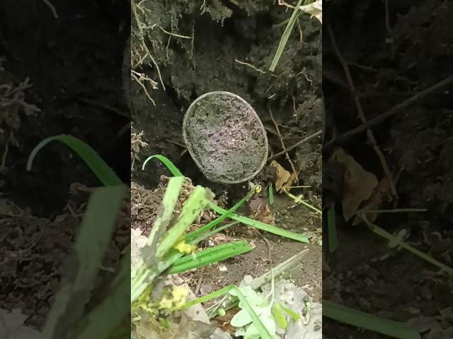 Эту находку я искал всю жизнь!!! Лесной коп с #metaldetecting #xp #коп #coin #клад