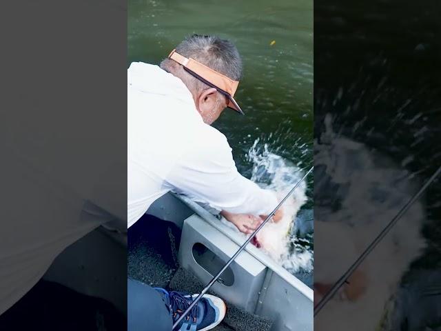 BIG Peacock Bass on Topwater!