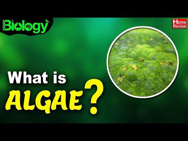 What Is Algae? | Types of Algae | Biology | Home Revise